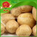 China atacado de batatas frescas, saborosa polland batata russet batata